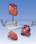 Heart Model, 2 Part